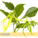 Ylang-comp 完全依蘭